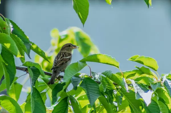 Sparrow sitting on a tree