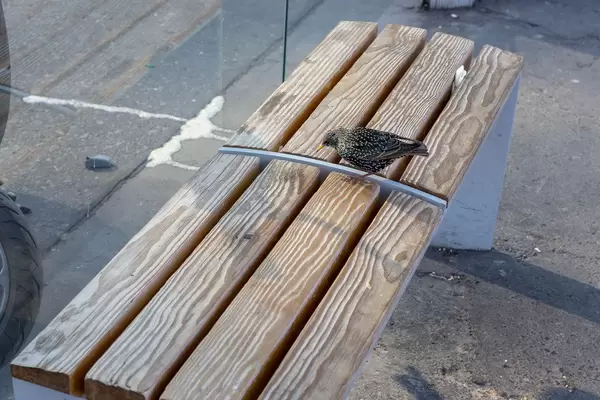 Spatz sucht auf einer Sitzbank nach Nahrung