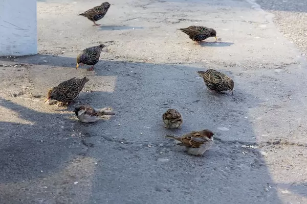 Spatzen picken Weizenkörner