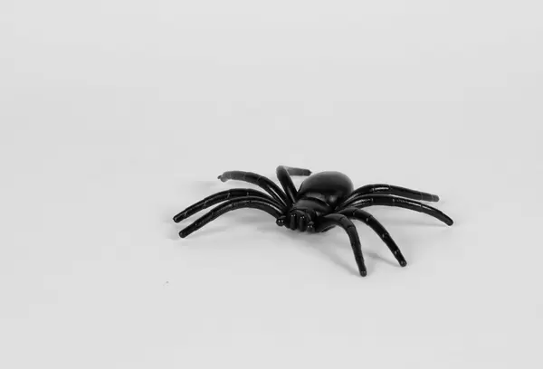 Spider on white background