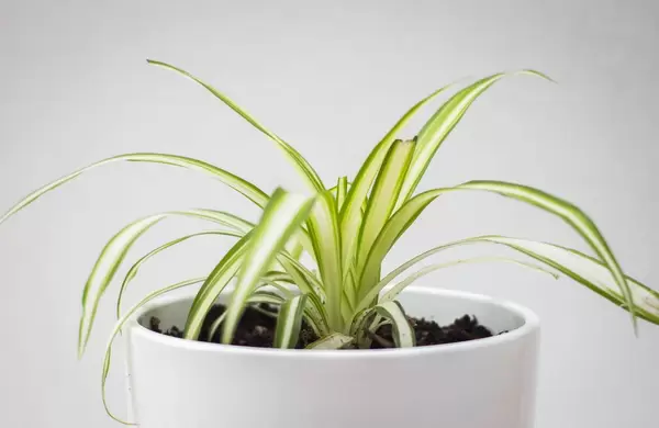 Spider Plant Close-Up
