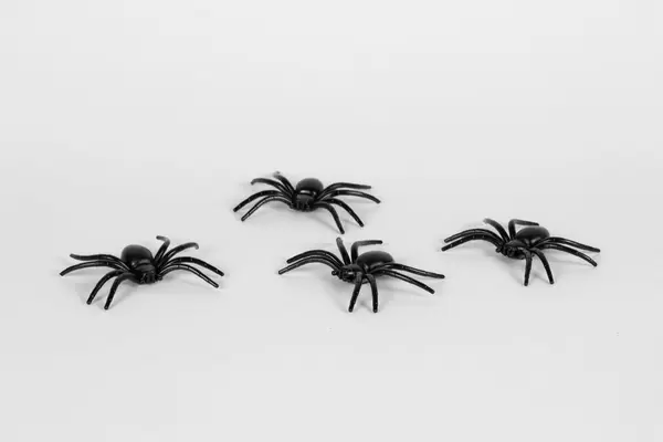Spiders on white background