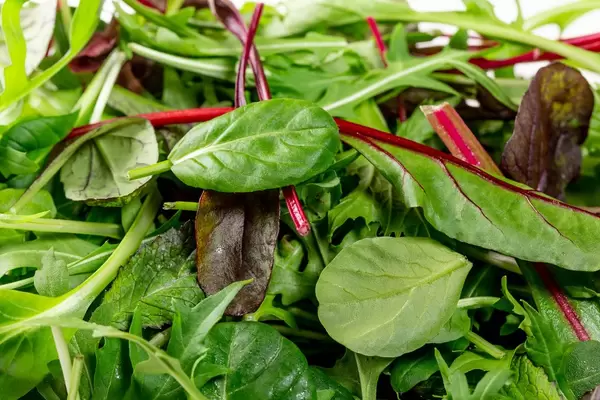 Spinat-Mangoldsalat und Rucola-Abschluss oben