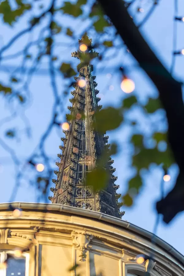 Spitze des Kölner Doms mit einem Baum im Vordergrund