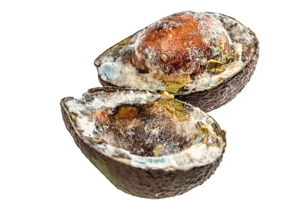 Spoiled bad avocado with mold, cut in half