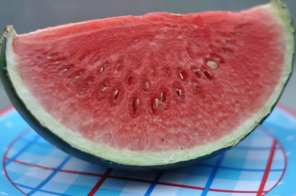 Spoiled water melon