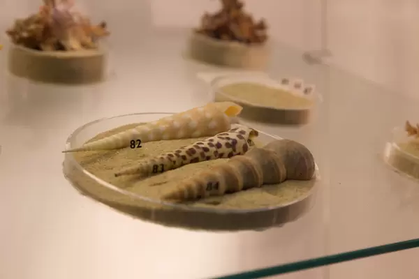 Spotted auger, Subulate auger, Duplicate turritella