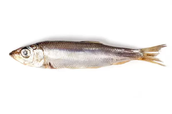 Sprat fish on white background