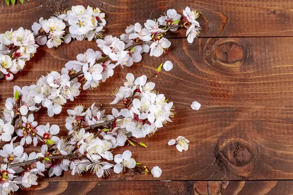 Sprigs of a apricot with flowers on wooden background (Flip 2019)