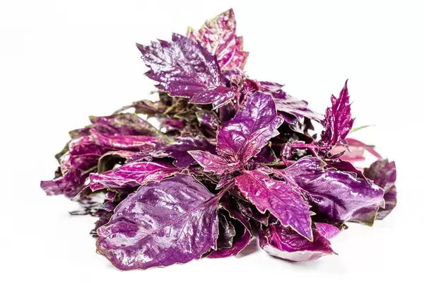Sprigs of fresh red basil on a white background