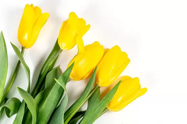 Spring bouquet of yellow tulips. Happy Mother's Day, Happy Easter or Happy Birthday (Flip 2020)