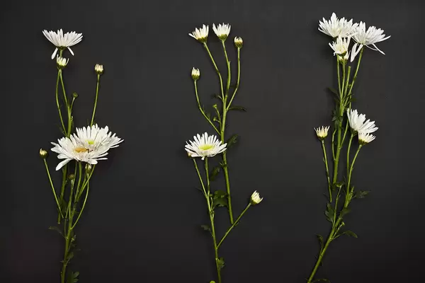 Spring flowers on black