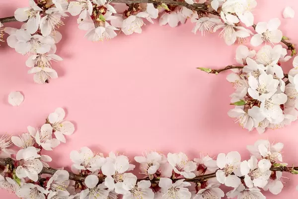 Spring pink background with flowering apricot branches (Flip 2019)