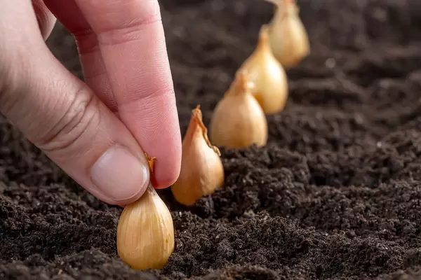 Spring vegetable garden - landing onions in the ground