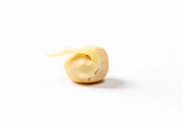 Sprouted pea seed on a white background (Flip 2019)