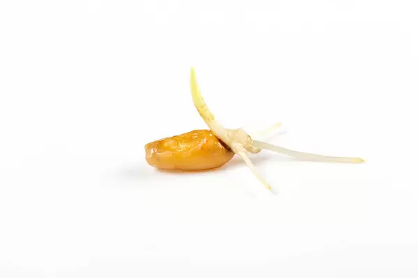Sprouted wheat on a white background, close up