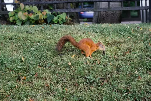 Squarrel in Russian park / Eichhörnchen im russischen Park