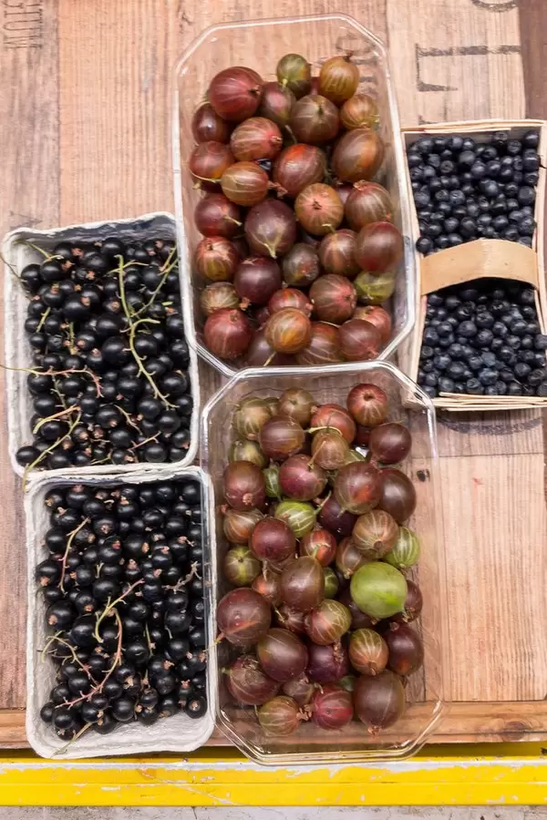 Stachelbeeren und schwarze Johannisbeeren