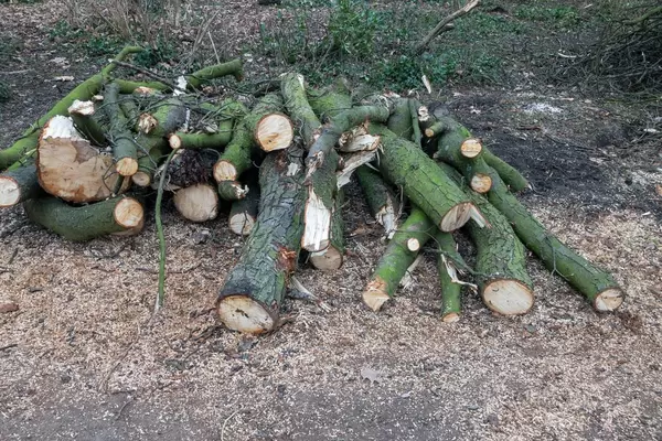 Stämme gefällter Bäume