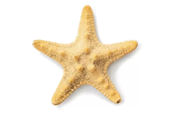 Starfish on white background, top view