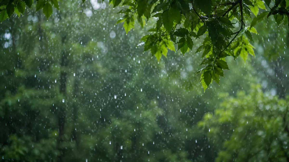Starker Regen im grünen Sommerwald aus Froschperspektive