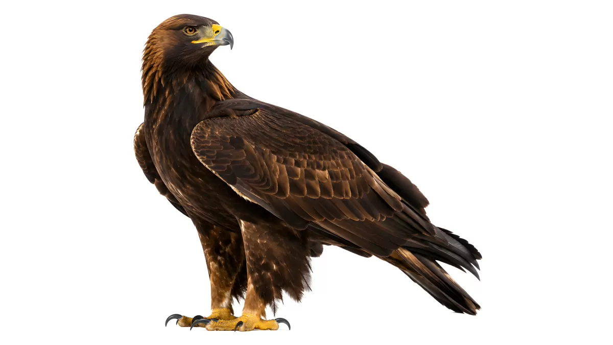 Steinadler in Seitenansicht vor weißem Hintergrund