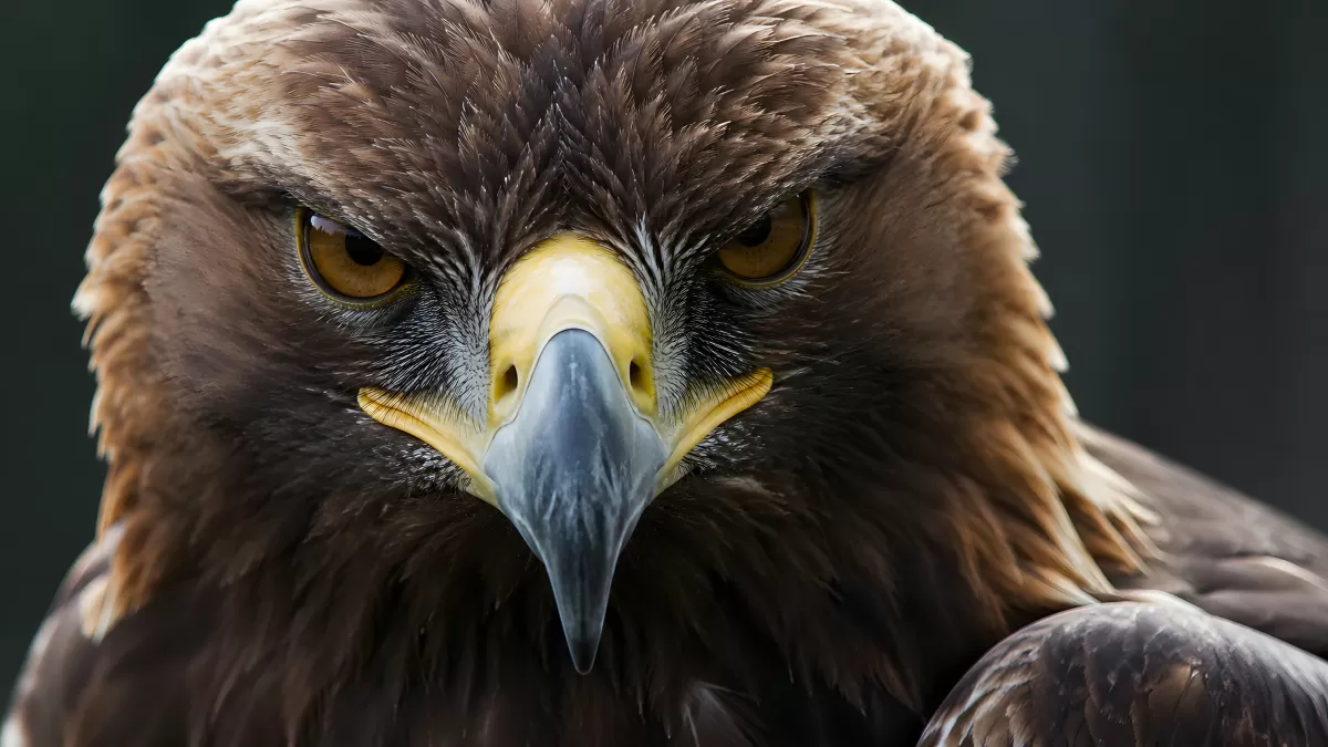 Steinadler Nahaufnahme mit durchdringendem Blick