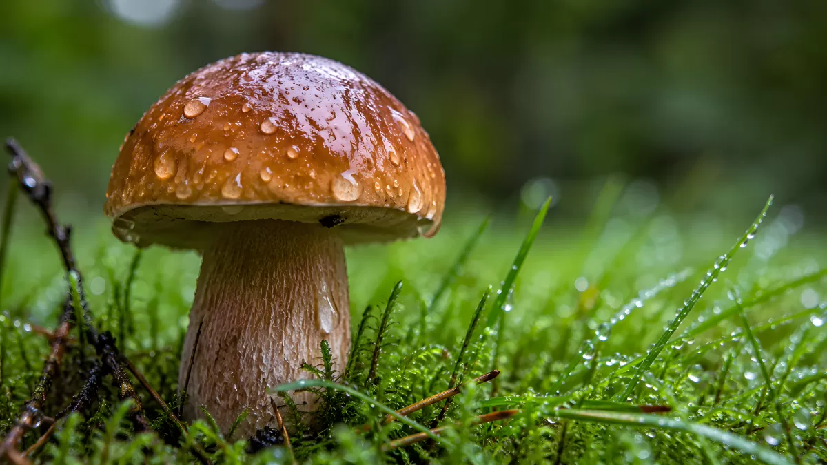 Steinpilz mit Wassertropfen im grünen Moos