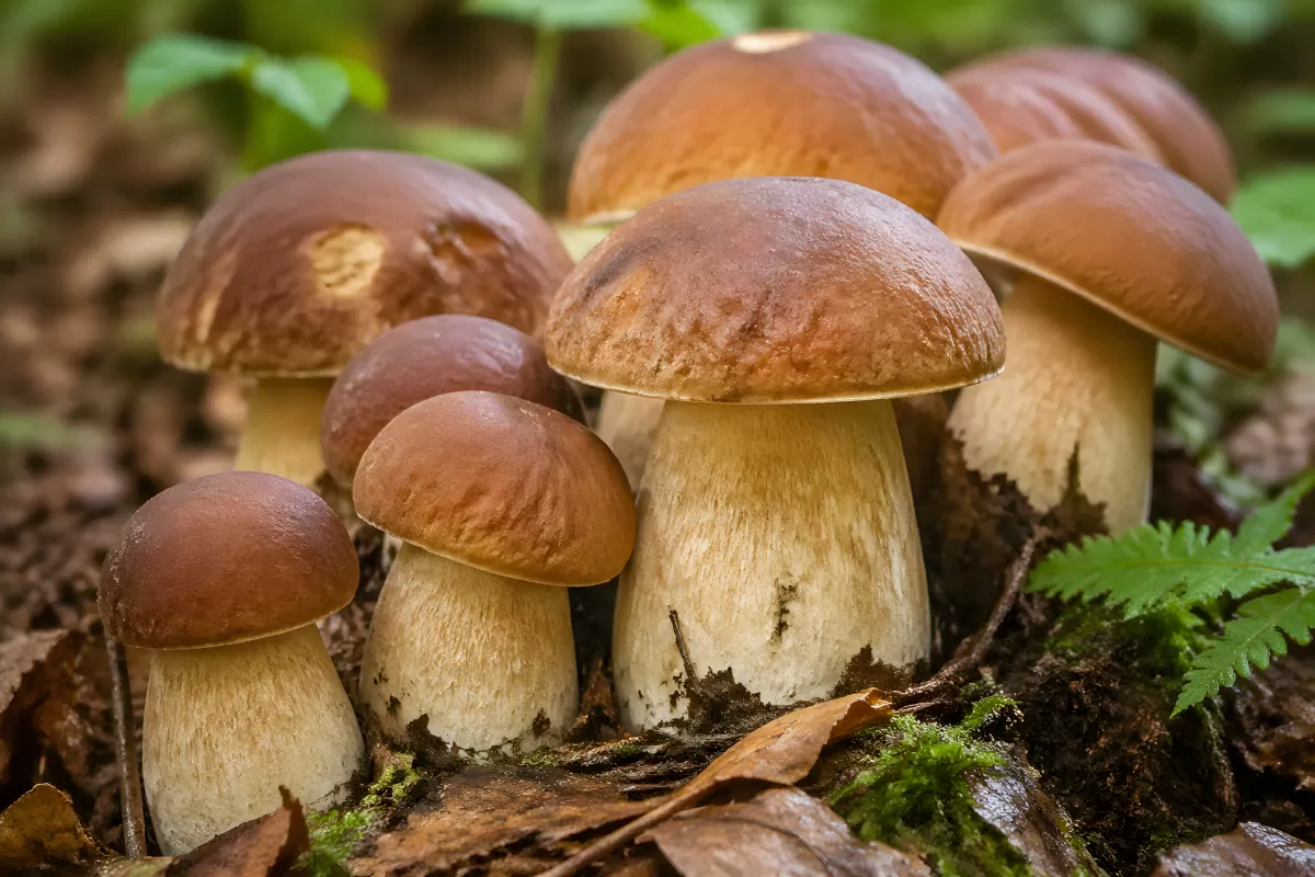 Steinpilze im Wald auf Moos und Herbstlaub