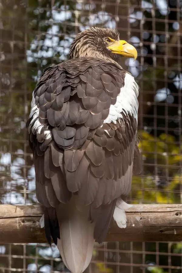 Steller's Sea Eagle