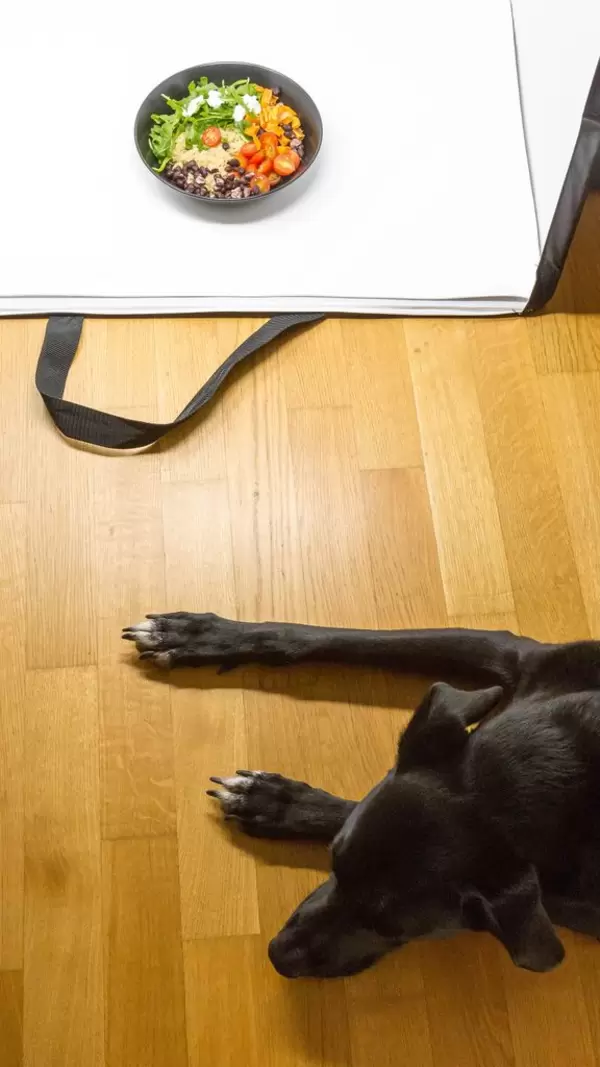Stock Photography - Schwarzer Hund auf Parkettboden vor der Fotobox
