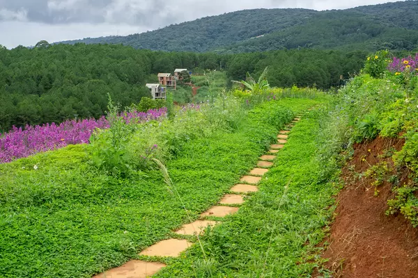 Stone Path next to Lavender and New York Aster Fields in Dalat, Vietnam