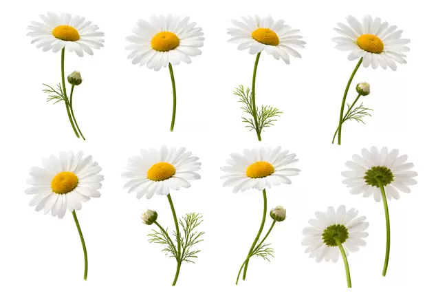 Strahlende Gänseblümchen: Natürliche Schönheit für Deine Kreationen
