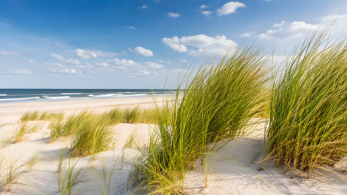 Stranddünen mit Strandhafer an der Nordseeküste