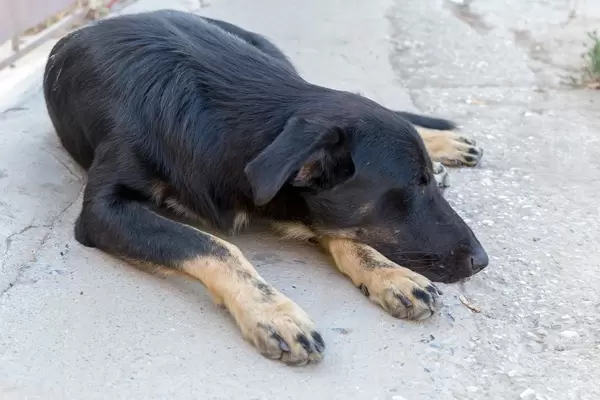 Straßenhund döst im Schatten