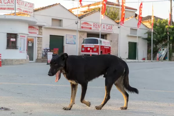 Straßenhund gähnt beim Überqueren der Straße