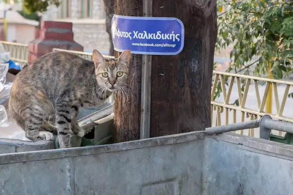 Straßenkatze auf einem Müllcontainer