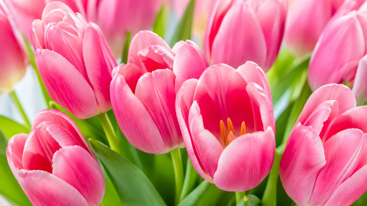 Strauß rosa Tulpen in voller Blüte – Nahaufnahme