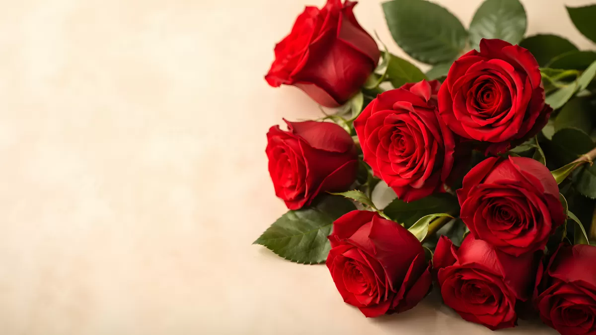 Strauß roter Rosen auf hellem Hintergrund