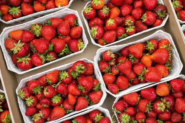 Strawberry boxes for sale