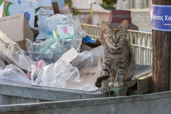 Street cat in a dumpster in Afitos