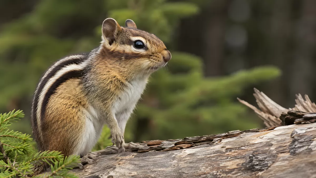 Streifenhörnchen sitzt auf verwittertem Baumstamm im Wald