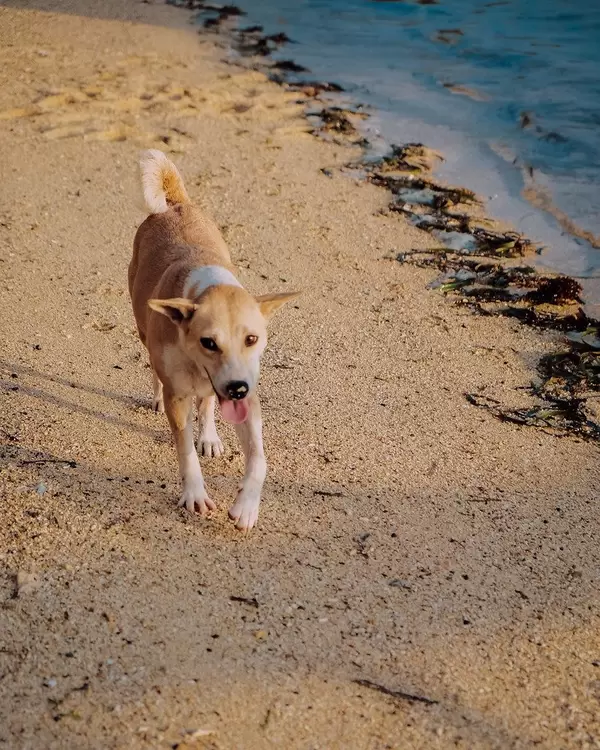 Streunender Hund spaziert herrenlos am Strand entlang