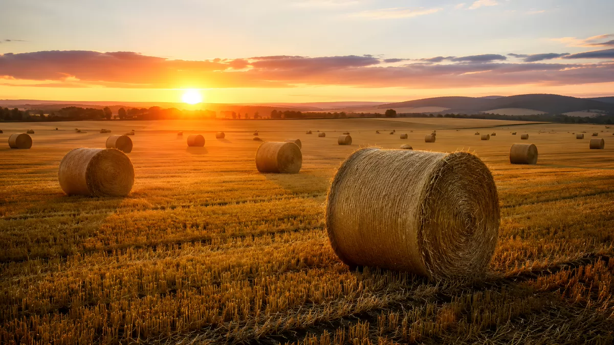 Strohballen auf abgeerntetem Feld bei Sonnenuntergang
