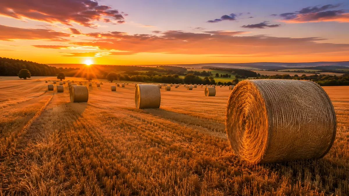 Strohballen auf abgeerntetem Feld beim Sonnenuntergang