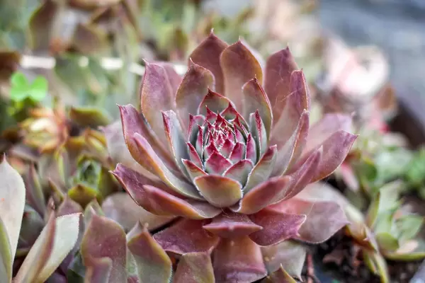 Succulent Green Flower Close-Up