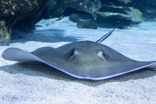 Südlicher Stachelrochen schwebt im Budapester Tropicarium über Sandboden