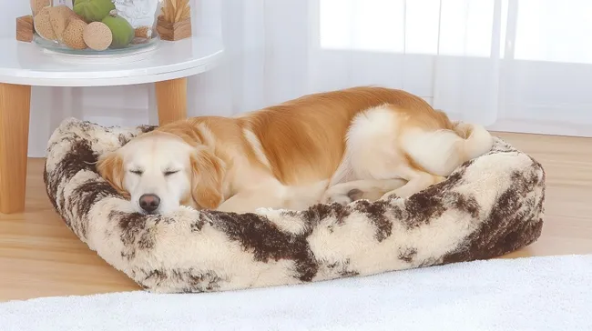 Süßer Hund schläft gemütlich in flauschigem Hundebett