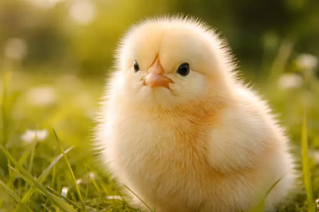 Süßes Küken auf Frühlingswiese