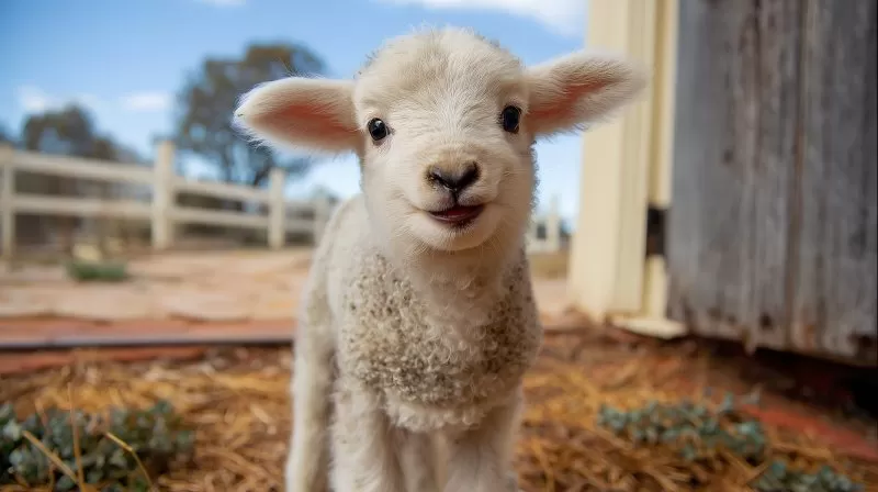 Süßes weißes Lamm auf Bauernhof
